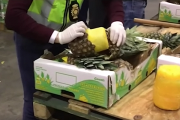 Over 700 kilos  Cocaine has been found packed within pineapples