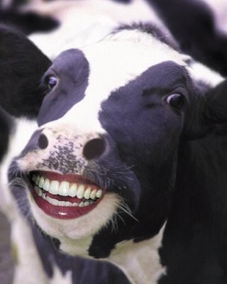 funny-cow-smiles-01