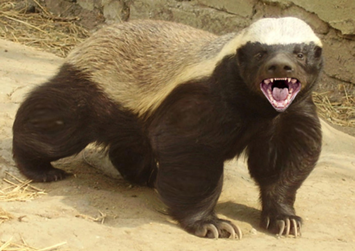 honey badger